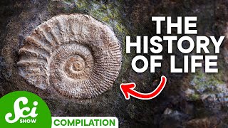 A Timeline of Life on Earth 4 Billion Years of History [upl. by Eceirtal]