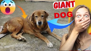 GiantBig Dog Breed In The Village StreetDogCute amp Funny Animaldogs [upl. by Kenway]