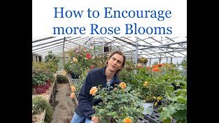 Quick Tip on Getting More Rose Blooms [upl. by Waldner556]