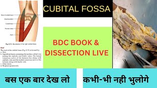 Cubital Fossa Anatomy MBBSTRICKSAJAY cubital fossa johri dissection cubital fossa bdc book [upl. by Mordy]