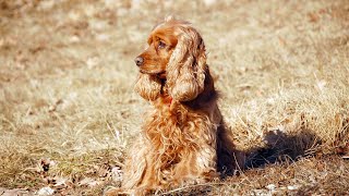 Comparing Cocker Spaniel and Springer Spaniel Breeds [upl. by Refinnej]