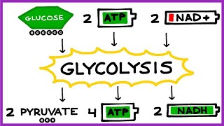 Aerobic Cellular Respiration Glycolysis Prep Steps [upl. by Suilenrac]