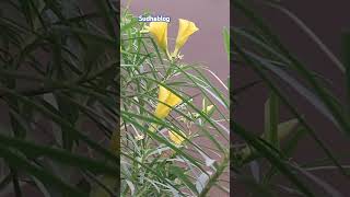 मेरे गार्डन का खूबसूरत प्लांट पीला कनेर प्लांटtrending gardensho sudhablog2019 [upl. by Airdnua388]