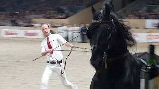 Haitse 425 stallion inspection 2019 Friesian horse [upl. by Emylee]