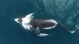 Bowhead Whale Research Drone Video 2016 [upl. by Errot903]