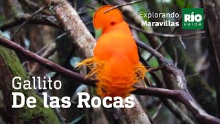 Gallito de las rocas guayanes Rupicola rupicola  Explorando Maravillas  4ta Temporada [upl. by Warner]