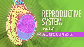 Reproductive System Part 2  Male Reproductive System Crash Course Anatomy amp Physiology 41 [upl. by Middleton]