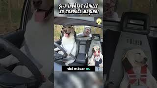 ACEST TIP ȘIA ÎNVĂȚAT CÂINELE SĂ CONDUCĂ AUTOcuriozități viral emotional poveste [upl. by Nallij]