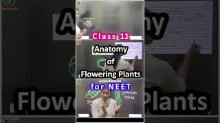 Anatomy of Flowering Plants Class 11 One Shot NEET [upl. by Mirella]