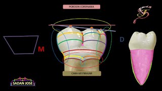 primer molar inferior anatomia 2 [upl. by Esirahs529]