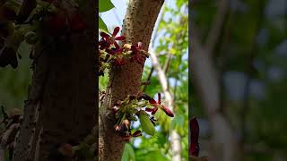 Bee is pollinating Averrhoa Bilimbi plant ☘️What a majestic scene in the morning pollinate nature [upl. by Ecirtak]