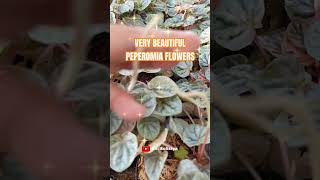 Very Beautiful Peperomia Flowers [upl. by Vipul]