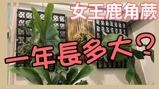 女王鹿角蕨一年可以長多大（室內養植） [upl. by Yong911]