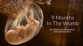 40 Weeks In The Womb by Ultrasound Dimensions [upl. by Mack]