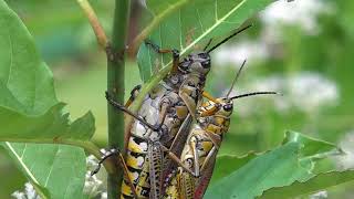 Lubber grasshoppers mating [upl. by Anurag]