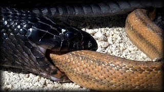 Indigo Snake Vs Rattlesnake Epic Snake Fight Caught On Camera [upl. by Evanthe]