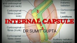 INTERNAL CAPSULE  Part 12 [upl. by Eceinehs]