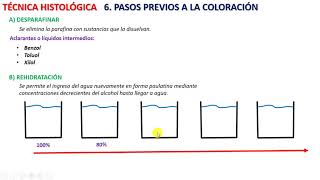 Técnica histológica 7 [upl. by Samella]