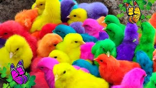 Menangkap ayam lucu ayam warna warni ayam rainbow bebek angsa ikan hias [upl. by Oakley]