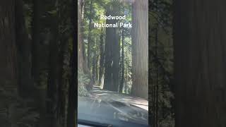 Redwood National Park camping drivingthruforest [upl. by Yawnoc32]