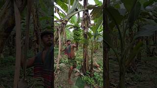 How bananas are cut food episode 2156 food shorts satisfying banana agriculture [upl. by Ahsa930]