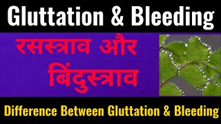 Guttation And Bleeding In Hindiबिंदुस्त्राव और रसस्त्रावAnd Differencesbotany adda [upl. by Onaireves]