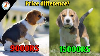 Beagle Price Difference 2024  beagle price in india [upl. by Esilrahc594]