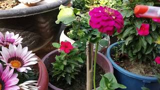 garden plant zinnia plant 🌷ke bare me puri janakari [upl. by Alix]