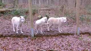 Naturbeobachtung Wolfspark von Werner Freund in Merzig [upl. by Susannah]