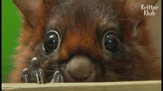 This Red Giant Flying Squirrels Little Yawn Is The Cutest EVER  Kritter Klub [upl. by Pepe]