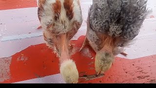 Diferencia entre un pollito macho y un pollito hembra [upl. by Rancell]