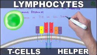 Lymphocytes  T cells [upl. by Rosenbaum]