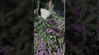 The pollinatorfriendly 2021 introduction Limonium Dazzle Rocks [upl. by Mathur]