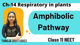 Ch14 Respiration in plants  Amphibolic Pathway  NEET 2024  Class 11 Biology [upl. by Kam]