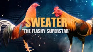 SWEATER GAMEFOWL BLOODLINE Fighting Style and History [upl. by Prissie729]