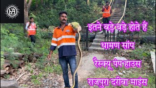 Rescue from Rajpura Dariba mines Indian ret sna￼ke ॥धामण॥snakesaver ratsnake india rajasthanhzl [upl. by Smukler127]