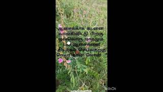 கொழிஞ்சி செடி Tephrosia purpurea Plant feeling sad motivation farming [upl. by Iek]