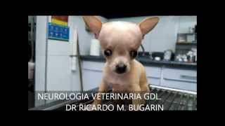 NEUROLOGIA VETERINARIA HIDROCEFALIA COMUNICANTE CHIHUAHUA [upl. by Winne]