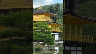 Kinkakuji Temple The Golden Pavilion Kyoto Japan shorts japan kinkakuji [upl. by Allimaj]