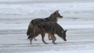 Science Bulletins Urban Coyotes Mate for Life [upl. by Lennej52]