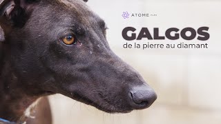 GALGOS  DE LA PIERRE AU DIAMANT  Film complet [upl. by Ziza]