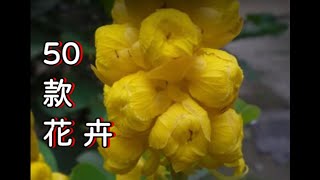 50款花卉PartA邀您欣賞 [upl. by Stander]