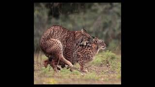 Wild Cat Mating [upl. by Annecorinne]