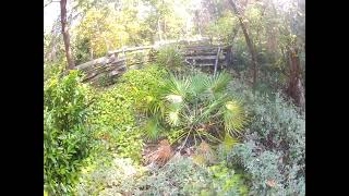 Chamaerops humilis palm after worst freeze on record Update [upl. by Nauqal]