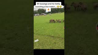 Kasongo warthog and family going to watch an live match funnyvideo [upl. by Hughett]