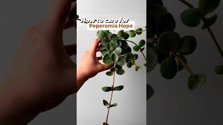 Peperomia Hope Care Tips shorts plantcare plants houseplant plantshorts peperomia [upl. by Enyaz]