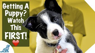 Puppy First Day Home Tips  Professional Dog Training Tips [upl. by Weinreb304]