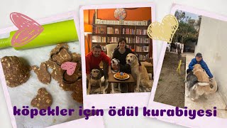 Köpekler İçin Ödül Maması Kurabiye Tarifi  Sağlıklı Atıştırmalıklar Sadece 5 Malzeme [upl. by Ycinuq]