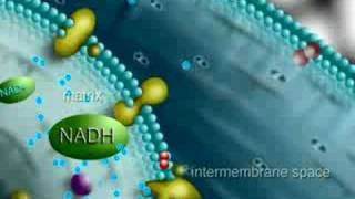 krebs cycle mitochondria [upl. by Nagel]