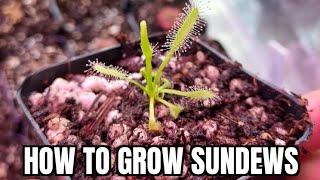 how to grow sundews from seed  quick guide [upl. by Henka]